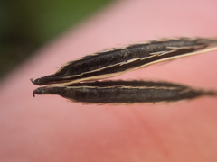Osmorhiza purpurea