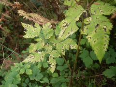 Osmorhiza purpurea