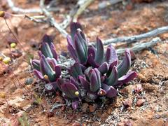 Cheiridopsis imitans