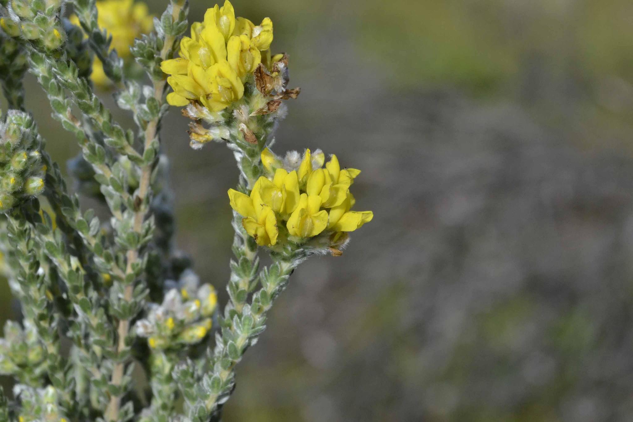 Aspalathus quinquefolia