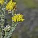 Fives Capegorse - Photo (c) Jan-Hendrik Keet, some rights reserved (CC BY-NC), uploaded by Jan-Hendrik Keet