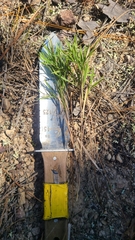 Dichanthelium villosissimum