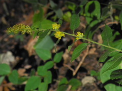 Solidago sphacelata