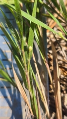 Dichanthelium villosissimum