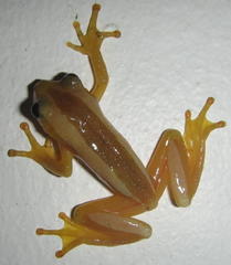 Afrixalus fornasini