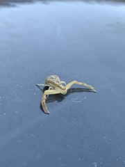 Mecaphesa carletonica