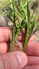Dichanthelium villosissimum