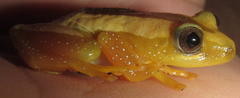 Afrixalus fornasini