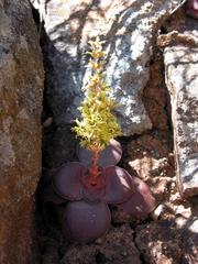 Crassula pseudohemisphaerica