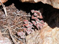 Crassula sericea