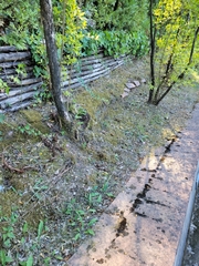 Cyclamen hederifolium