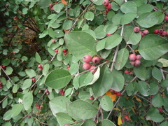 Cotoneaster neoantoninae
