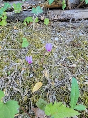 Cyclamen hederifolium