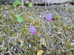 Cyclamen hederifolium