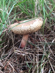 Xerocomus ferrugineus