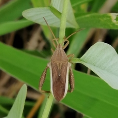 Meropachyini
