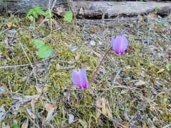 Cyclamen hederifolium