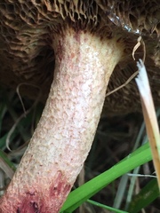 Xerocomus ferrugineus