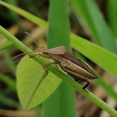Meropachyini