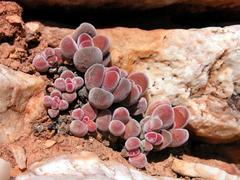 Crassula sericea