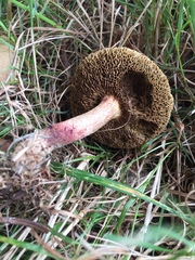 Xerocomus ferrugineus