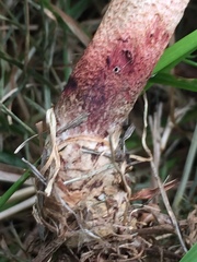 Xerocomus ferrugineus