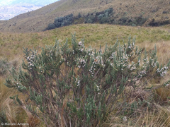 Diplostephium ericoides