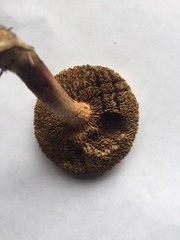 Xerocomus ferrugineus