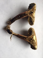 Xerocomus ferrugineus