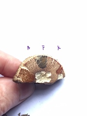 Xerocomus ferrugineus