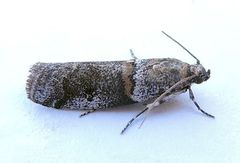 Acrobasis caliginella