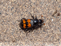 Nicrophorus marginatus