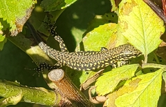 Podarcis muralis