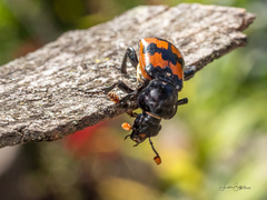 Nicrophorus marginatus