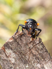 Nicrophorus marginatus