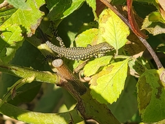 Podarcis muralis