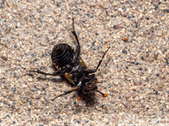 Nicrophorus marginatus