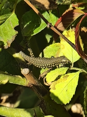Podarcis muralis