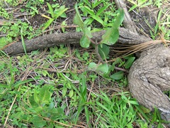 Asclepias vinosa