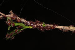 Rhipicephalus maculatus