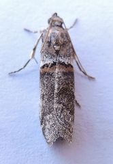 Acrobasis caliginella