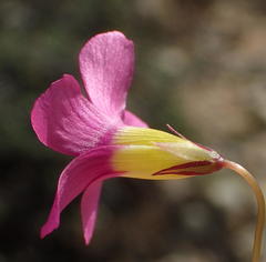 Oxalis dichotoma