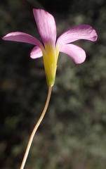 Oxalis dichotoma