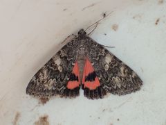 Catocala californica