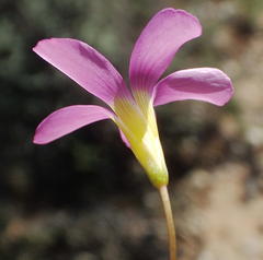 Oxalis dichotoma