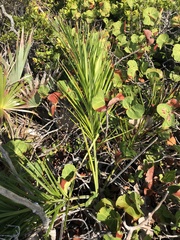 Pseudophoenix sargentii