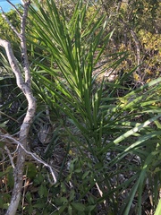 Pseudophoenix sargentii