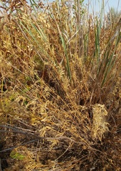 Polemonium pectinatum