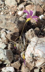 Oxalis dichotoma