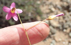 Oxalis dichotoma